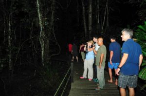 Guided Night Walk